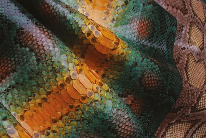 Reptilis