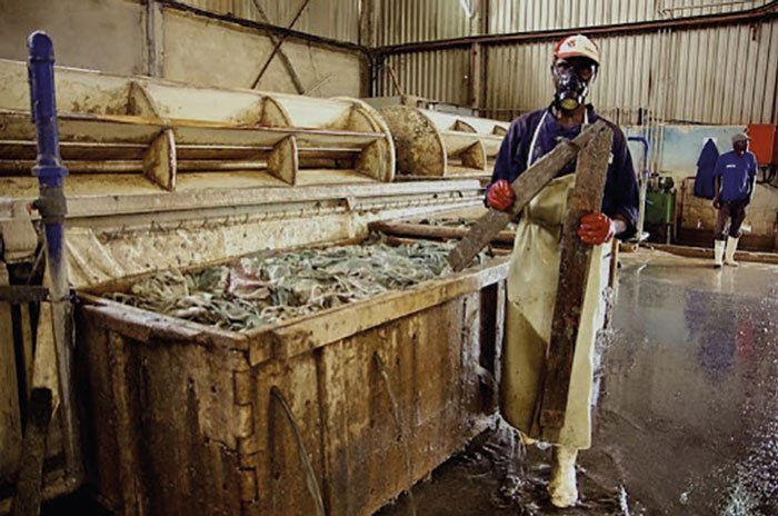 industria conciaria africana