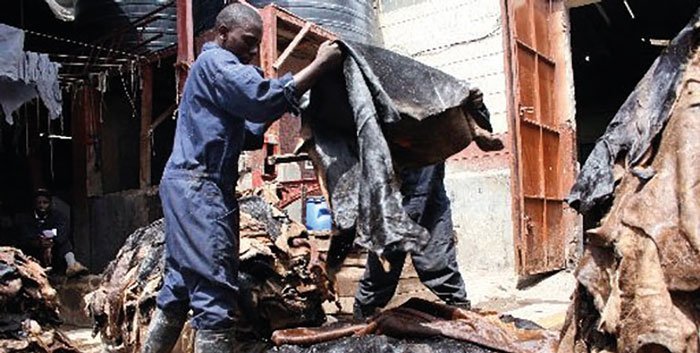 industria conciaria africana