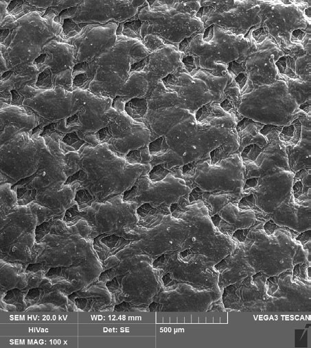 united chemicals Figure 2. Cross section images of leather 300x